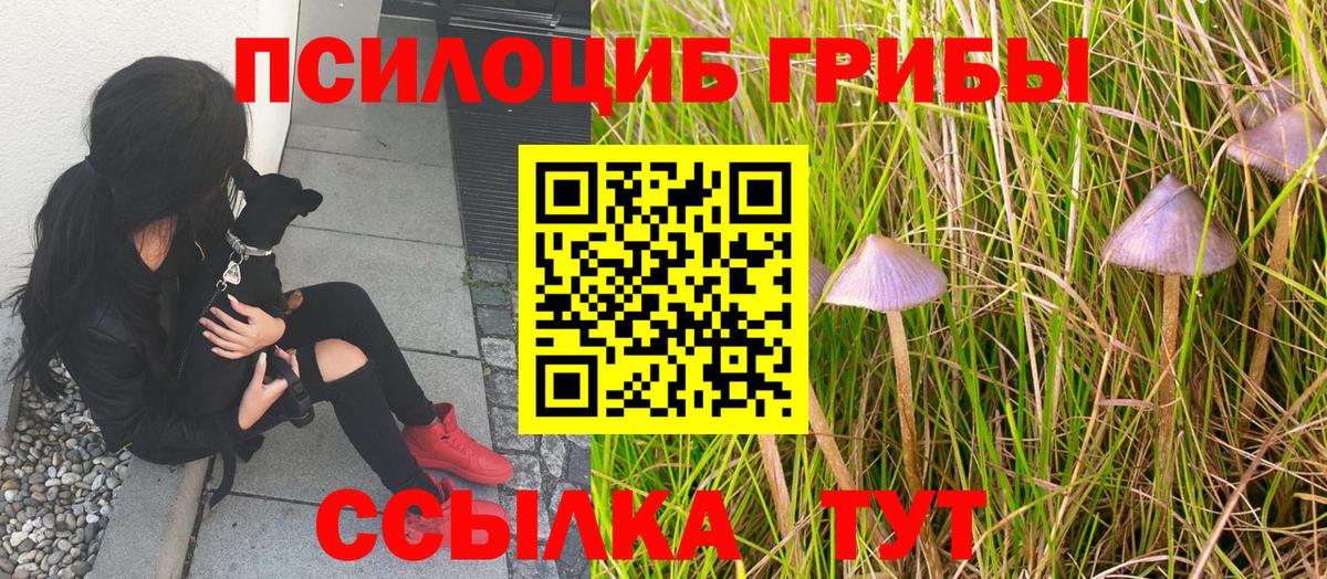 Псилоцибиновые грибы Psilocybine cubensis  Вход с VPN  Гулькевичи 